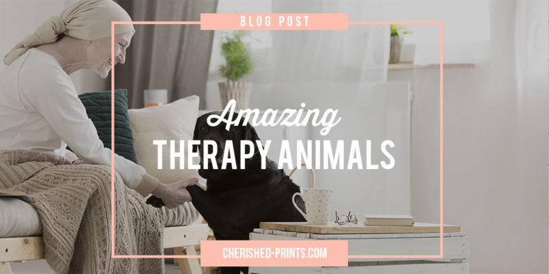 Amazing-Therapy-Aminals-Blog-Post Banner